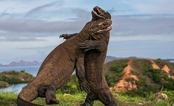 彰显自然魅力！英2015野外生态摄影展作品