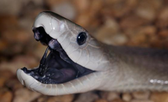 最毒动物:以色列金蝎