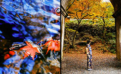 在京都，与枫叶谈恋爱