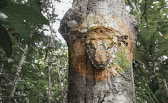 大自然中神奇隐身动物