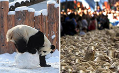 萌兽搞笑总动员(组图)