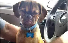 看各国&ldquo;另类网红&rdquo;