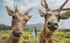 令人捧腹大笑的婚纱照