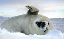 海豹宝宝雪地打滚卖萌